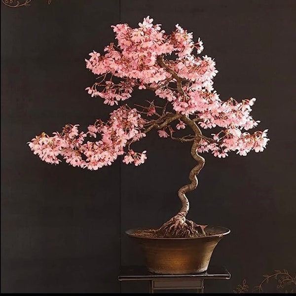 Graines japonaises de bonsaï de fleur de cerisier, couleurs étonnantes, amusantes et faciles à cultiver, Sakura japonais rose, les enfants adorent celles-ci, cadeau à la maison