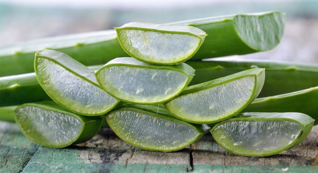 Aloe Vera Seeds: Grow Your Own Organic Aloe Plant for Beauty & Skin Care,  Easy to Grow - Etsy