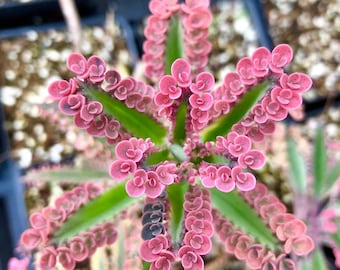 Mini planta Kalanchoe Pink Butterfly, Madre de Miles, planta de casa especial, a los niños les encantan, el mejor regalo para él y ella, planta inicial