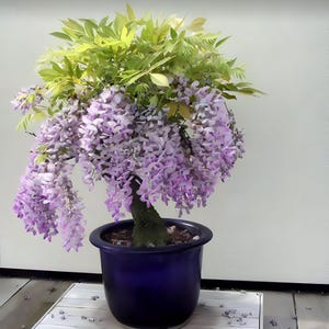Purple Blue Rain Glyziniensamen, bestes Geschenk für ihn ihre Mama Papa Lehrer Outdoor Garten Wohnkultur Geburtstag blühende Pflanzen Bio-Gartenarbeit