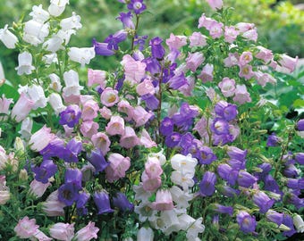 Colorful Canterbury Bells Seeds: Perennial Flowering Plants, Garden, Easy to grow