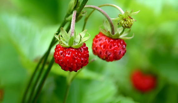Wild Strawberry Seeds: Frost Hardy Perennial - Baron Von