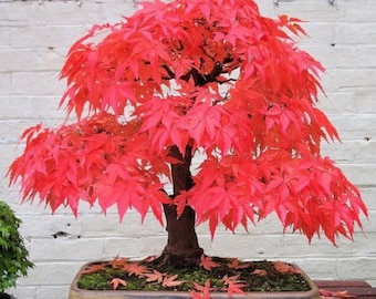 May include: A red Japanese maple bonsai tree in a brown ceramic pot. The tree has a thick trunk and many branches with small, delicate leaves. The pot is sitting on a wooden surface.