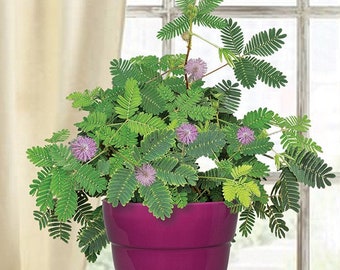 Graines de plantes sensibles, Mimosa Pudica, meilleur cadeau pour lui et elle, décoration d'intérieur, cadeau d'anniversaire, fête des pères, cadeaux pour enseignants, les enfants adorent