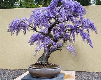 紫色の盆栽の種：オーガニックDIYガーデニング、開花観葉植物 - Etsy 日本