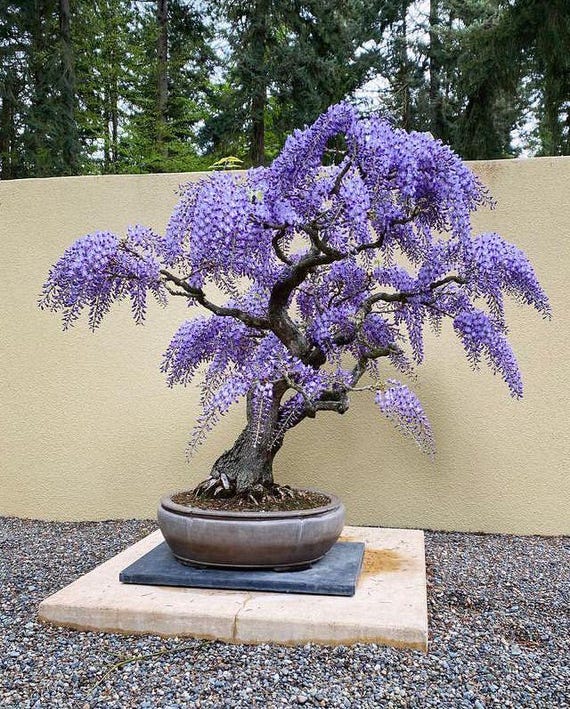 Purple Bonsai Tree Seeds: Organic DIY Gardening, Flowering House