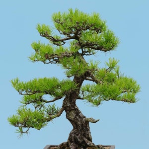 May include: A bonsai tree with green needles and a thick, gnarled trunk. The tree is potted in a brown ceramic pot and is set against a light blue background.