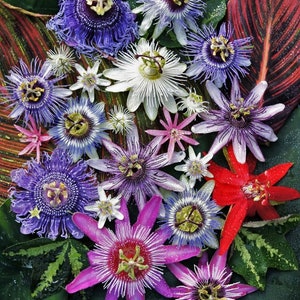 Op de afbeelding: Een close-up van een verscheidenheid aan paarse, roze, witte en rode passiebloemen. De bloemen zijn gerangschikt op een groen blad met rode en groene nerven.