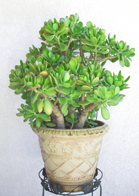 Jade Plant Seeds: Crassula Ovata Succulent, Money Plant, DIY Gardening,  Good Luck House Plants - Etsy