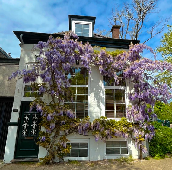 Blauregen Samen, Wisteria, Geschenk fr Ihn ihre Mutter Vater Lehrer  Wohnkultur, DIY Gartenarbeit Hauspflanzen mehrjhrige frosthart einfach  Pflege - Etsy sterreich