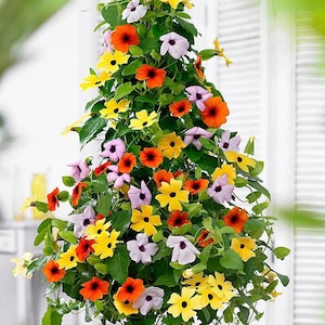 Peut inclure: Un arrangement floral grimpant aux couleurs vives, composé de fleurs jaunes, oranges et violettes. Les fleurs en cascade se détachent sur un fond de feuillage vert, créant un ensemble luxuriant et coloré. Les fleurs sont en pleine floraison.