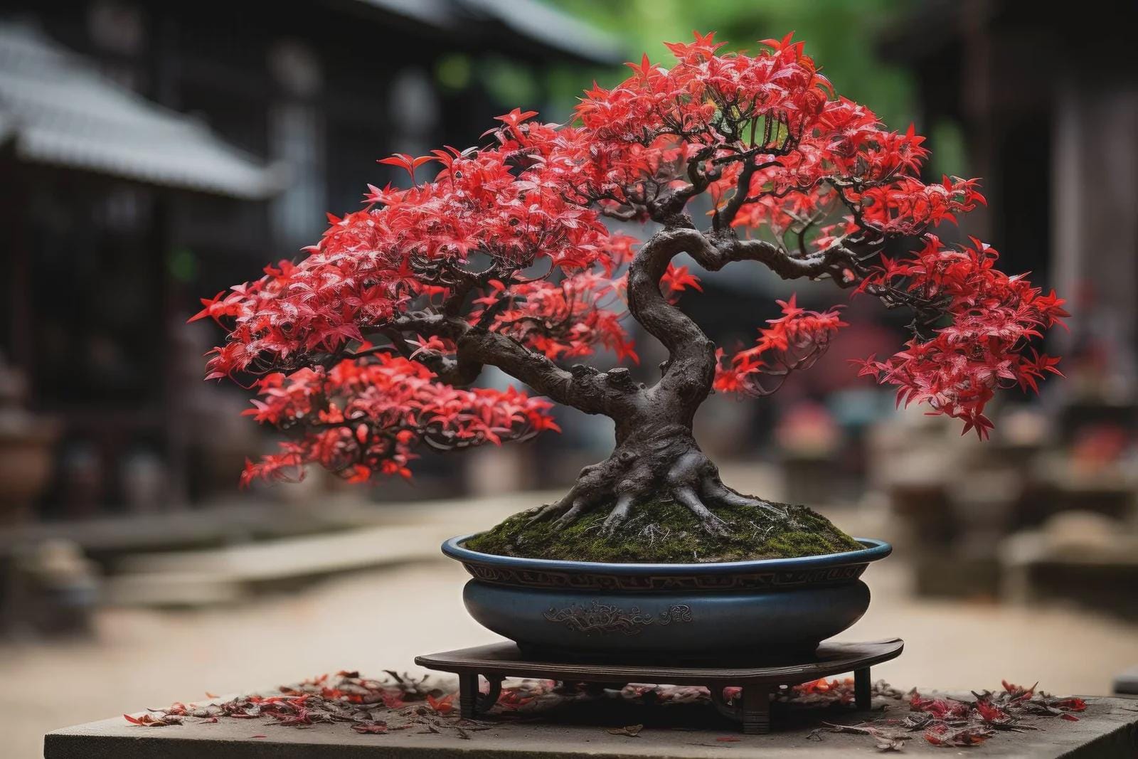 Japanese Red BONSAI出品 Maple W Germination 91% 10Pk | Seeds Bonsai ジャケット・アウター