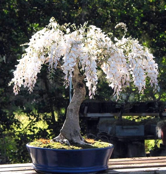 White Wisteria Bonsai Tree Seeds, Birthday Gift, Organic Gardening, Frost  Hardy Perennial, Easy to Grow - Etsy