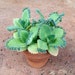 see more listings in the Plants section