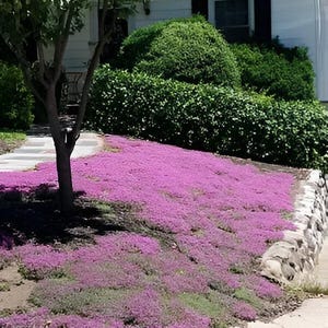 May include: A garden scene with a hillside carpeted in vivid pink flowers. A tree is on the left, with a house and green bushes behind. A stone wall borders the flower bed. The scene is bathed in sunlight.
