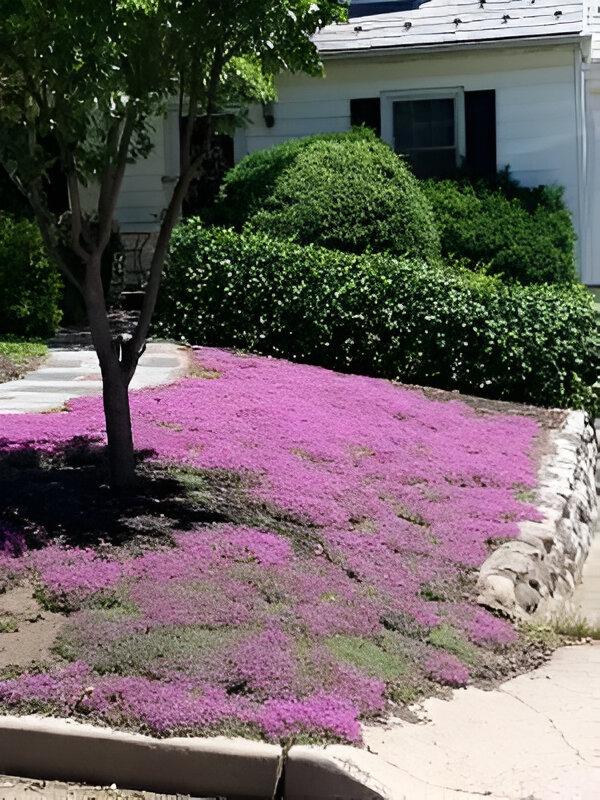 Graines De Thym Shibazakura OLOADE - Fleurs Vivaces Couvre-Sol Faciles à Cultiver Pour Jardin