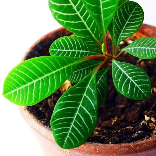 De ultieme Easy Care-plant, Madagascar Jewel-zaden, kan weinig licht aan, het beste cadeau voor hem en haar, cadeau voor thuisdecoratie, Vaderdag
