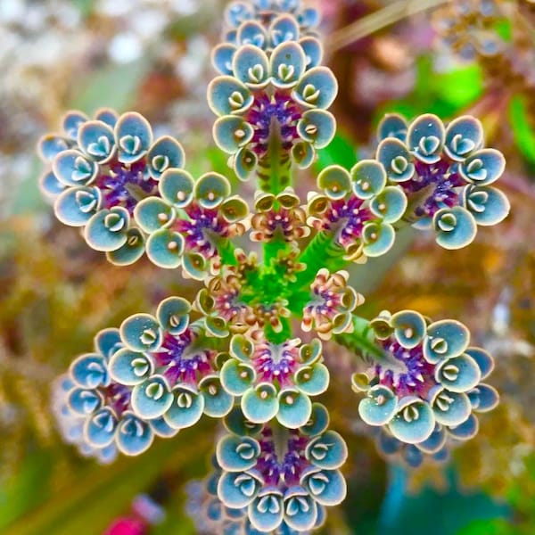 Mother of Millions Seeds: Succulent House Plant, Easy Care, Gardening Gift