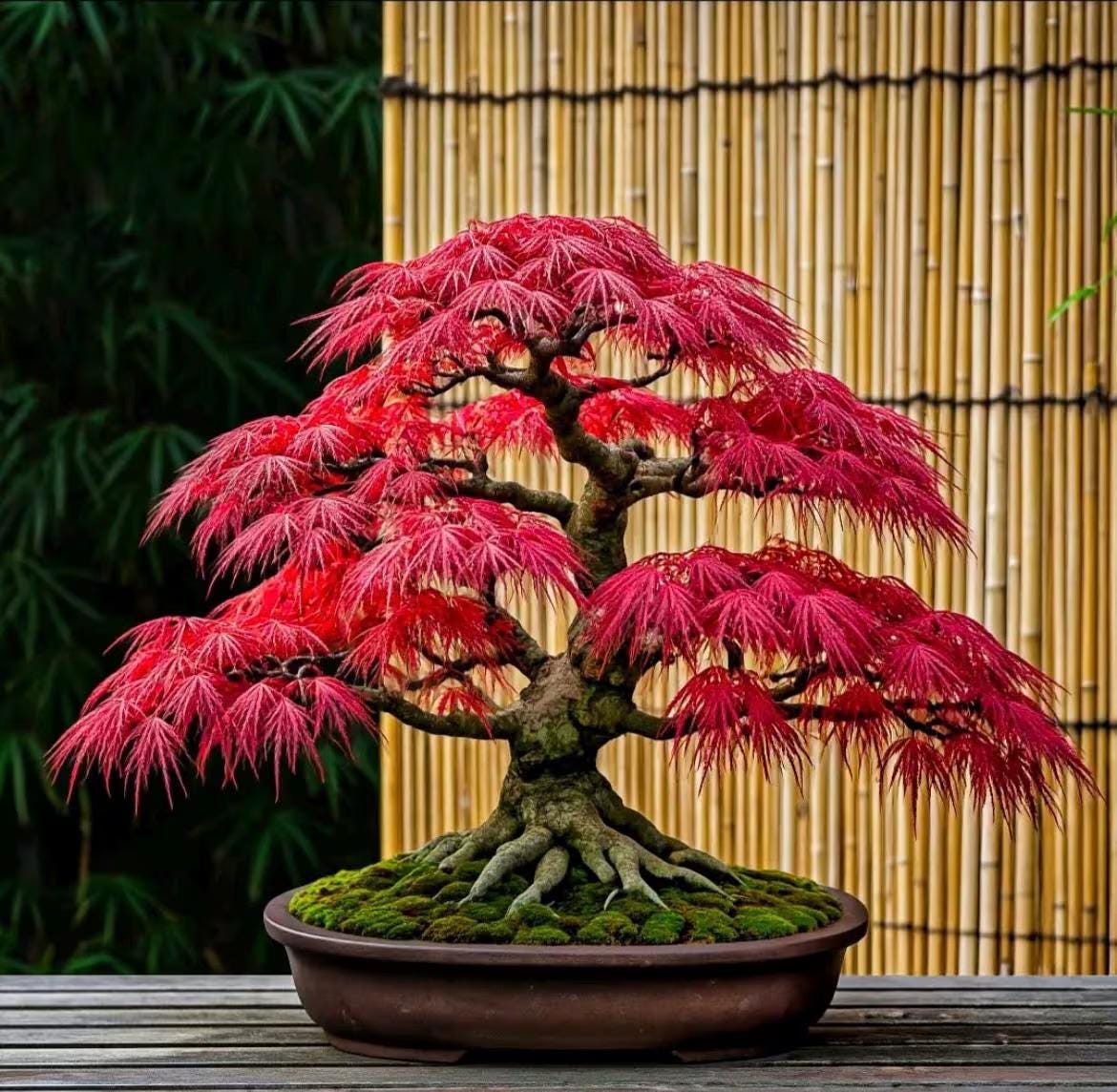 BONSAI出品 Red Maple Bonsai Tree Seeds: DIY Perennial Plant, Acer, House and