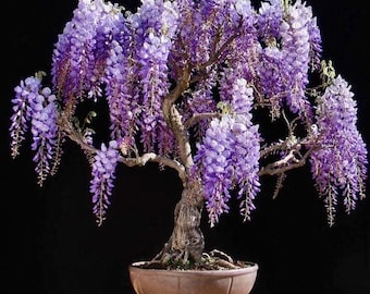 Wisteria Bonsai Tree seeds, gift for him her mom dad teacher, home decor gardening, DIY birthday frost hardy house plant