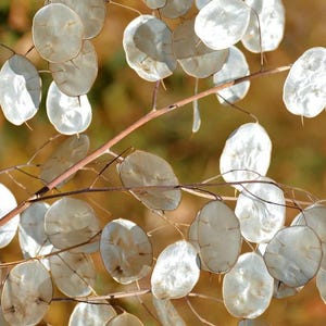 Puede incluir: Primer plano de una planta de Lunaria, también conocida como moneda del Papa, con vainas de semillas redondas y translúcidas. Las vainas son de color blanco plateado y están unidas a tallos finos y marrones. El fondo es una mezcla borrosa de marrón y verde.