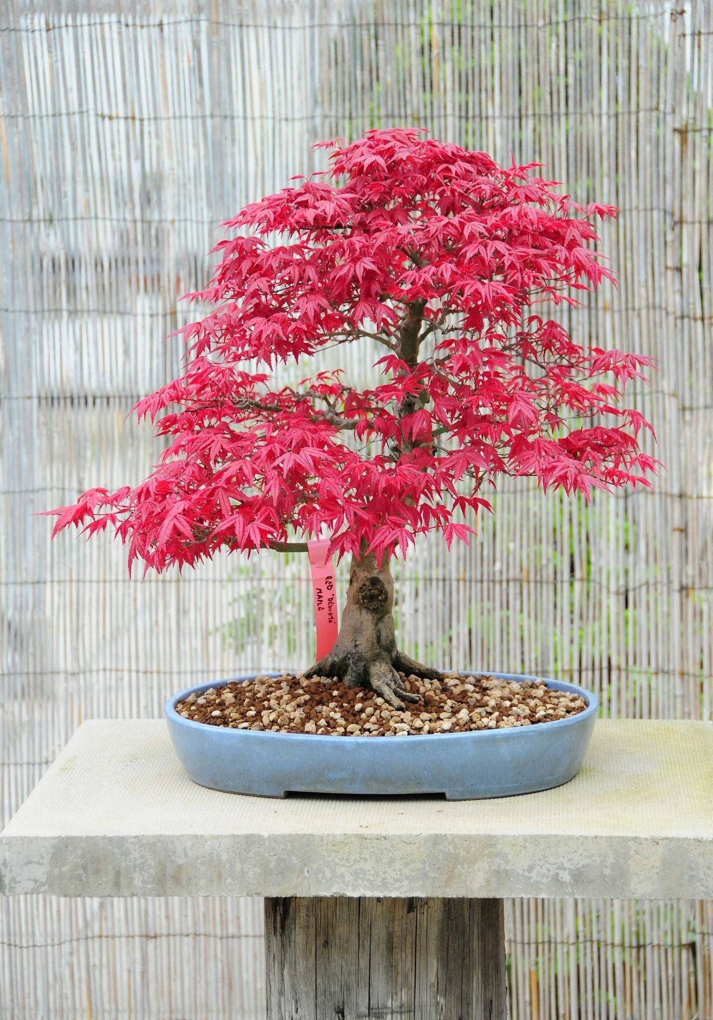 Japanese Red Maple Bonsai Seeds: DIY Gardening Gift Acer