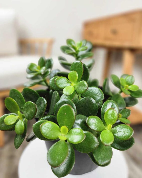 types of dracaena plant Decorative Dracaena Duo | Easy and Trendy Houseplants for Delivery