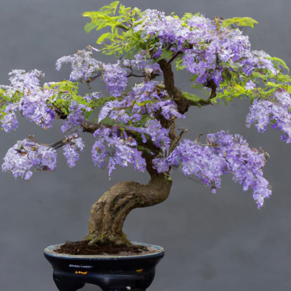 Purple Blue Jacaranda Bonsai Tree seeds, for indoors and outdoors best gift, organic, best gift for him and her home decor, fathers day, DIY