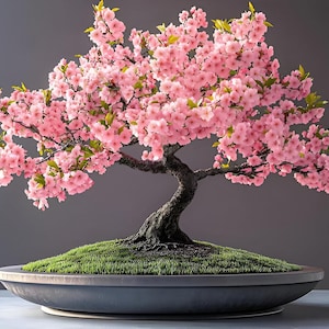 Graines de bonsaï roses en fleurs de cerisier, sakura japonais, meilleur cadeau pour lui, son père, son professeur, art de la cour de jardinage vivace résistant au gel