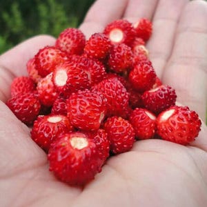 Könnte beinhalten: Eine Handvoll reife, rote Walderdbeeren. Die Erdbeeren sind klein und haben eine leuchtend rote Farbe.