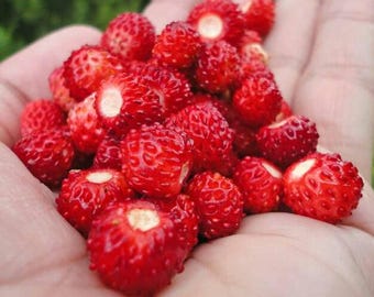 Wild Strawberry Seeds: Frost Hardy Perennial - Baron Von