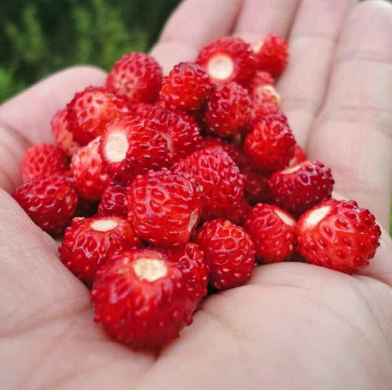Wild Strawberry Seeds: Frost Hardy Perennial - Baron Von