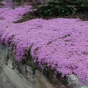 May include: A close-up of a stone wall covered in a carpet of small, light purple flowers. The flowers are densely packed together, creating a soft, textured surface.