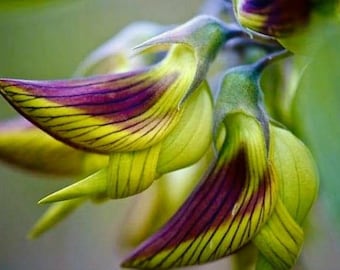 Birdflower seeds, hummingbirds flowers, gift for him and her mom dad teacher, birthday home decor DIY gardening flowering house plants