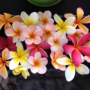 Pink Gelb Frangipani Samen: Plumeria für Hausgarten Dekor, Gartenarbeit, Zimmerpflanzen