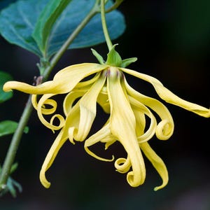 Puede incluir: Primer plano de una vibrante flor amarilla con largos pétalos rizados. La delicada estructura de la flor se destaca sobre un fondo oscuro, resaltando sus intrincados detalles. Las hojas y tallos verdes proporcionan un contraste natural.