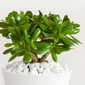 May include: A green jade plant in a white pot with white stones. The plant has thick, glossy leaves.