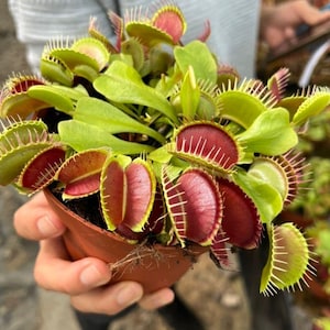 Venus Fly Trap seeds, carnivorous plant frost hardy perennial gift for him her mom dad teacher, home decor birthday organic DIY gardening