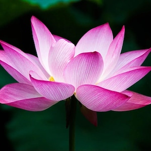 以下が含まれることがあります： 鮮やかなピンク色の蓮の花のクローズアップ。花びらは縁が濃いピンク色から中心に向かって柔らかい白に変化し、繊細な線があります。花は濃い緑色の背景に配置されています。