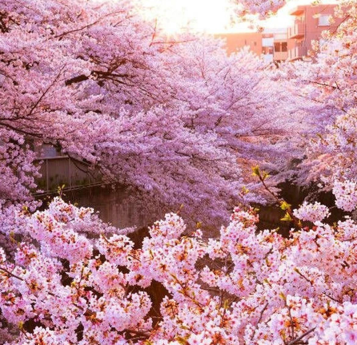 ピンクの桜の木の種：日本の桜の花、多年生 - Etsy 日本