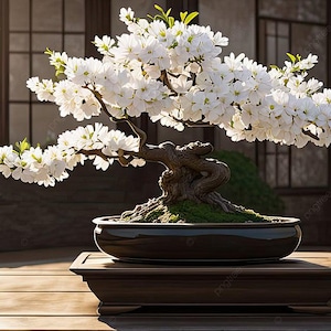 Könnte beinhalten: Ein weiß blühender Bonsai-Baum in einem schwarzen Keramiktopf auf einem Holzständer. Der Baum steht in einem Raum mit einem Fenster dahinter.