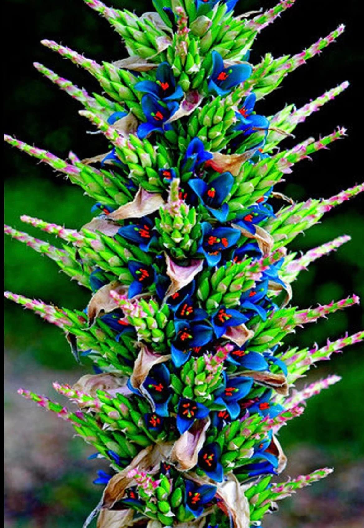 tradescantia spathacea plant Tradescantia spathacea 'Sitara'
