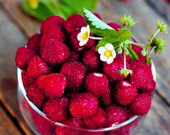 Wild Strawberry Seeds: Frost Hardy Perennial - Baron Von