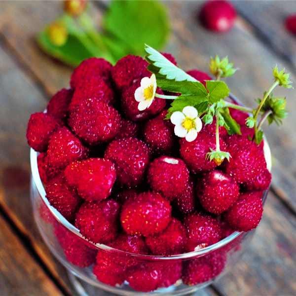 Wild Strawberry Seeds: Frost Hardy Perennial - Baron Von