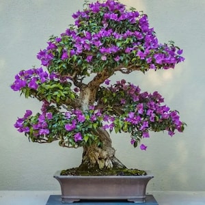 Purple Bonsai seeds, best gift for him her mom dad teacher, flowering house plants organic gardening birthday indoor outdoor home decor