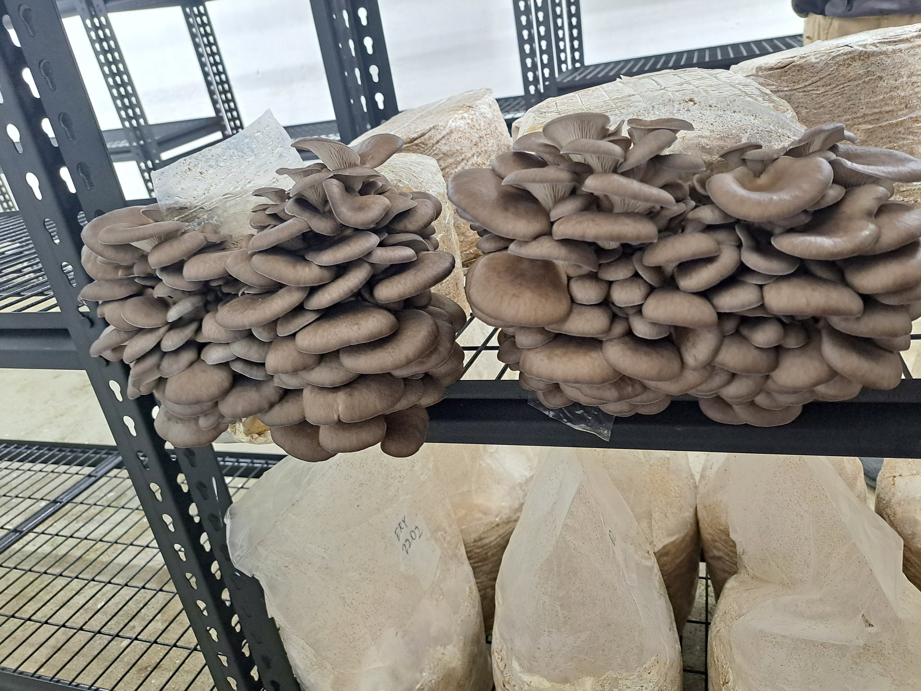 Mushroom Substrate Block Grow Kit Shiitake Oyster Etsy