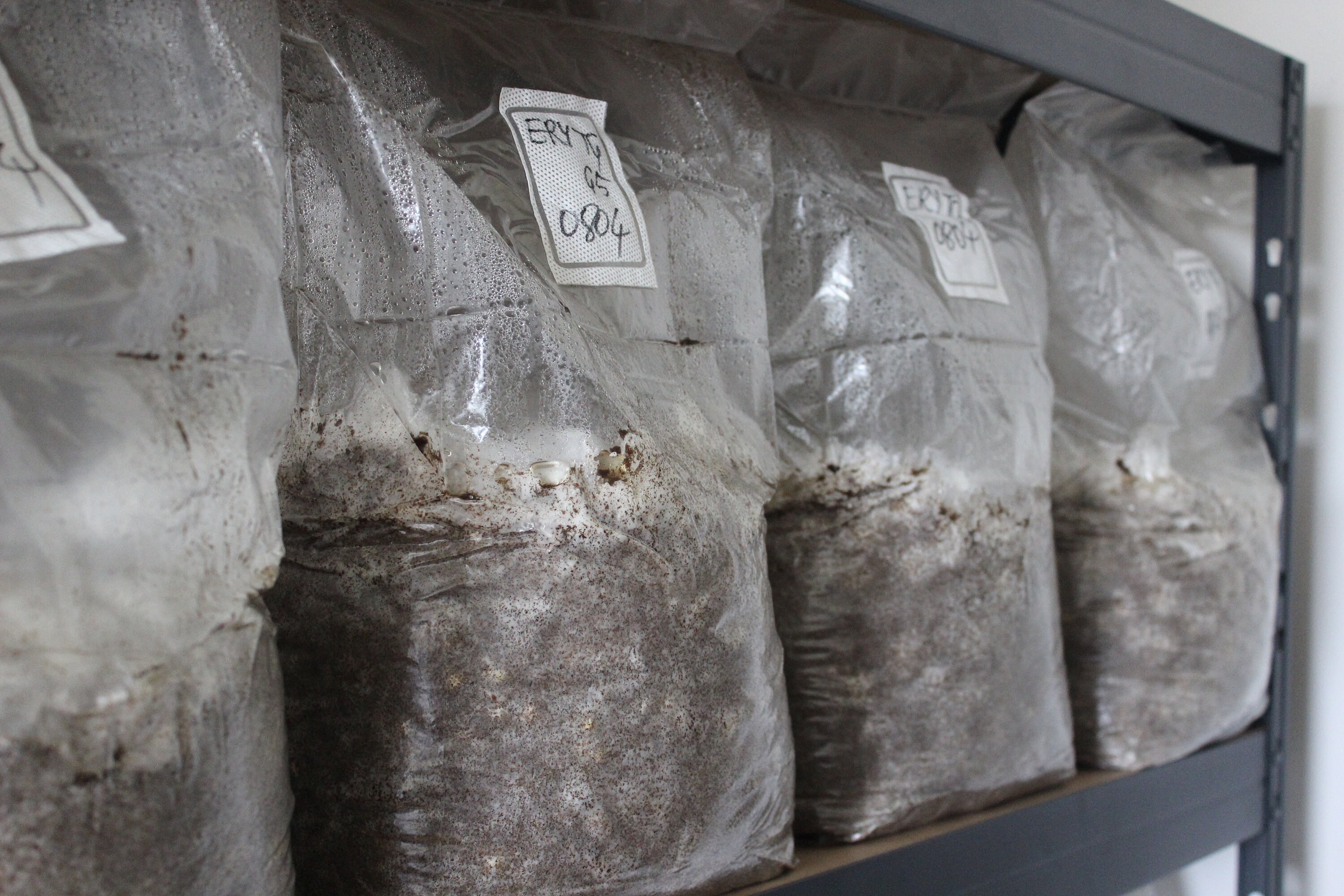 Mushroom Substrate Block Grow Kit Shiitake Oyster Etsy