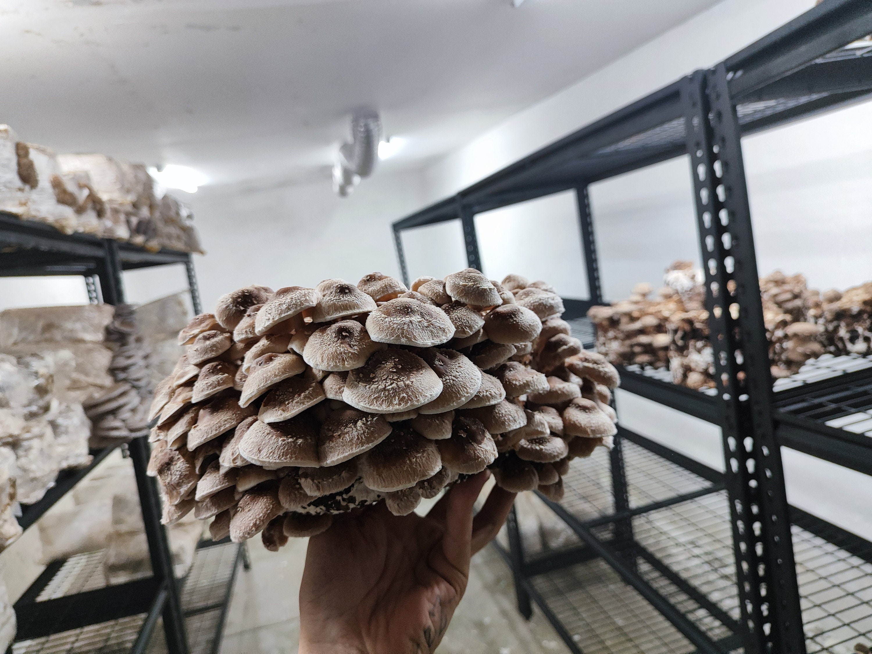 Mushroom Substrate Block Grow Kit Shiitake Oyster Etsy