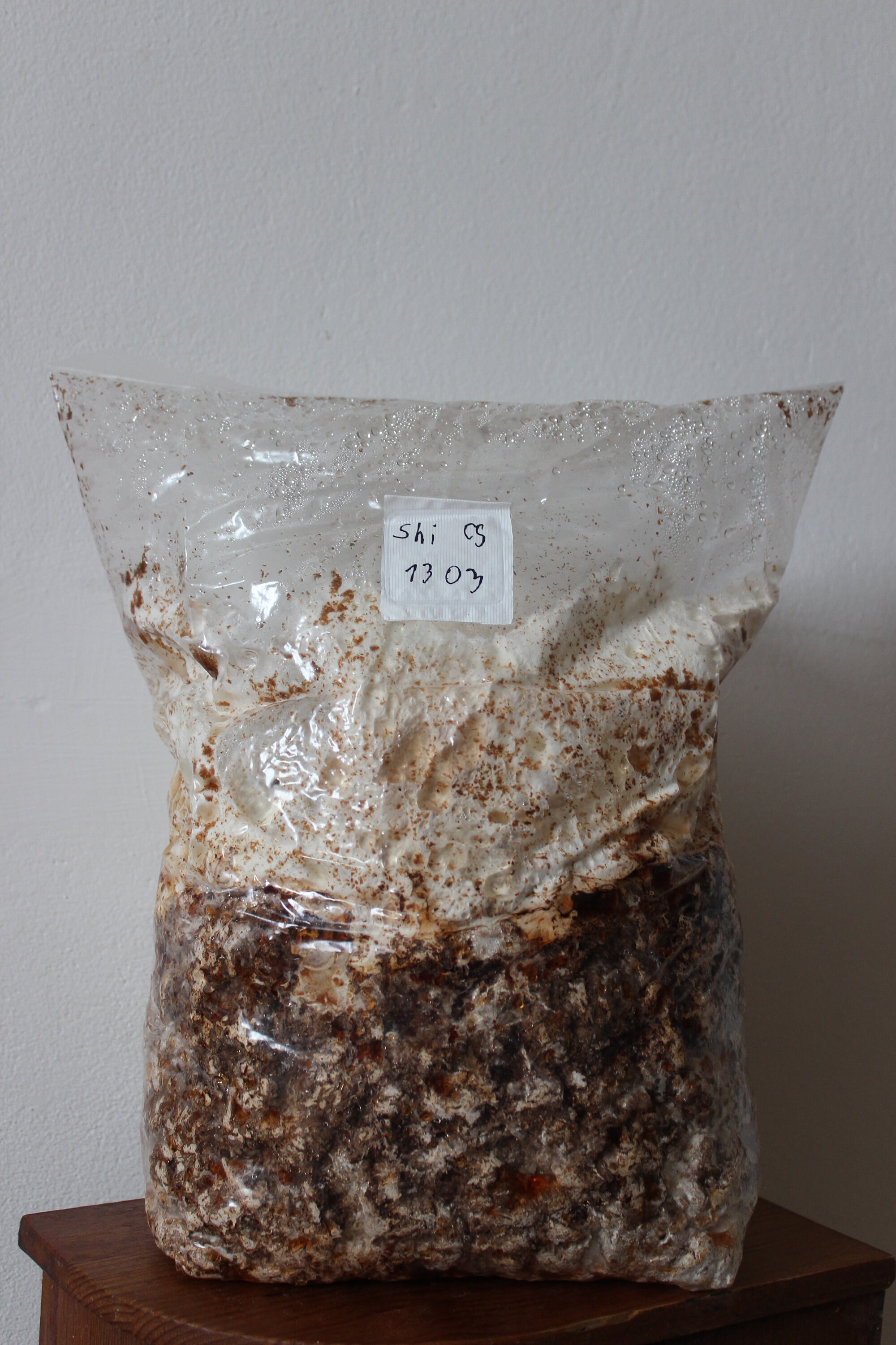 Mushroom Substrate Block Grow Kit Shiitake Oyster Etsy