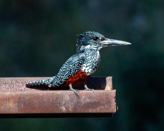 Giant Kingfisher